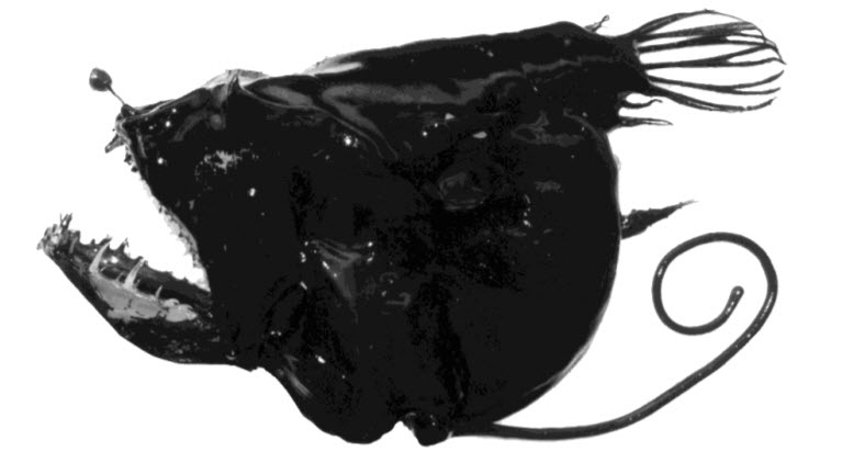 Linophryne coronata_02.jpg
